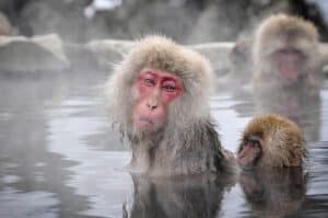 Snow monkeys in Japan