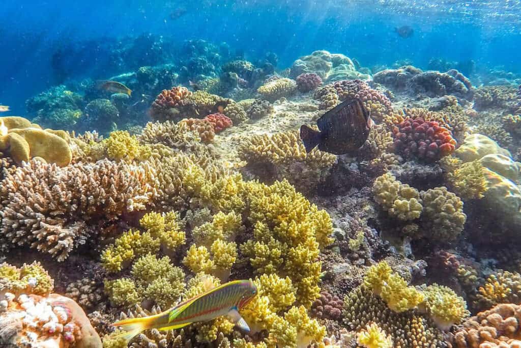 Red Sea diving (Liveaboard)