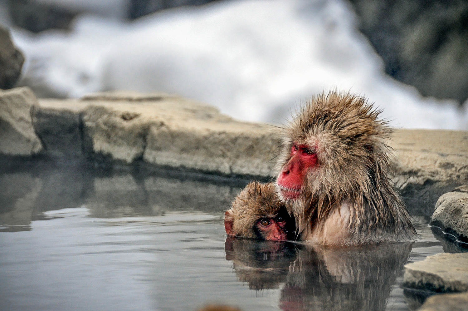 Things to do in Japan Jigokudani Snow Monkey Park