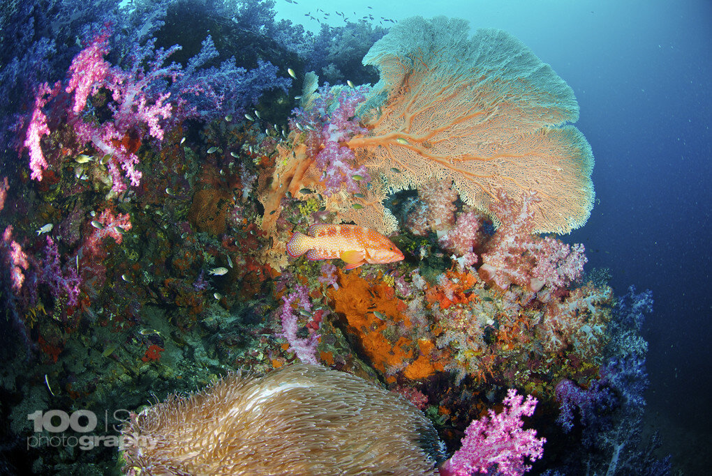 Scuba Diving in Belize: Top Dive Sites & Info