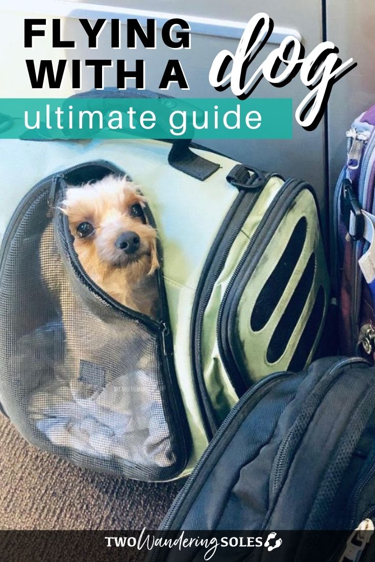 Flying with a Dog: Ultimate Guide | Two Wandering Soles