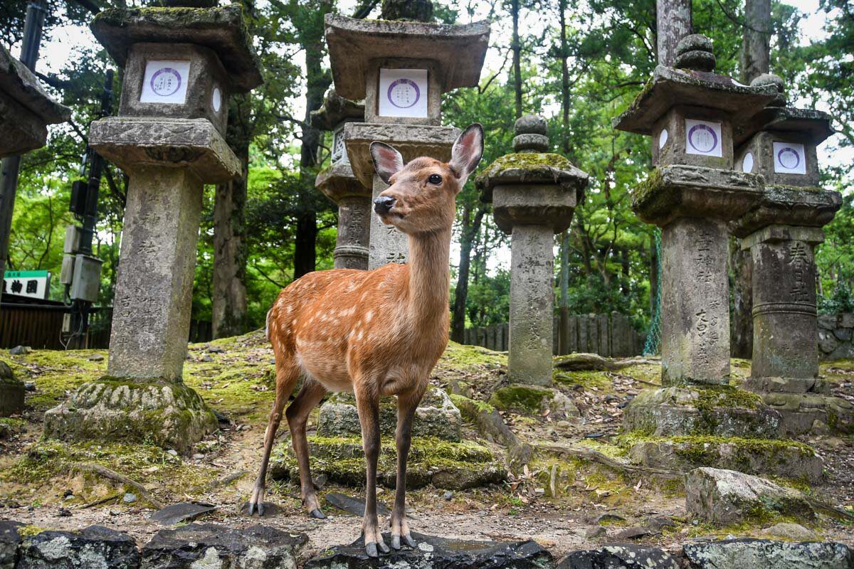 Nara Deer Park: Fun Facts & Tips for Visiting Japan’s Bowing Deer