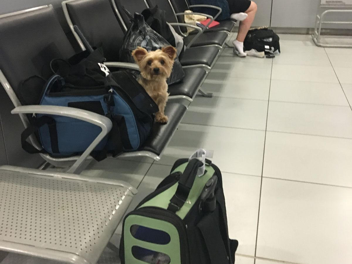 Flying with a Dog: Ultimate Guide | Two Wandering Soles