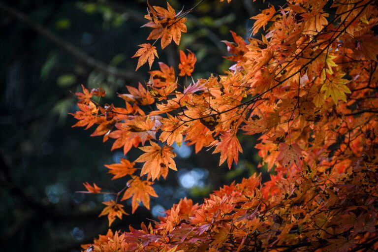 Autumn in Japan: Where & When to see Fall Foliage (2024)