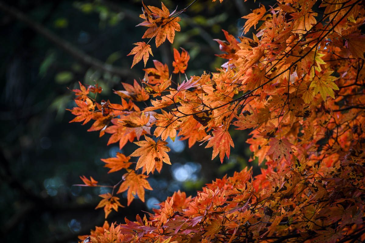 Autumn in Japan Where & When to see Fall Foliage (2024)