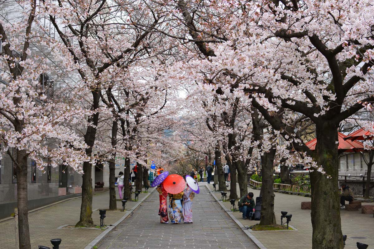 Hot on the trail of cherry blossoms — peak times for 2024
