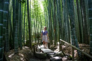 Kamakura bamboo grove Japan