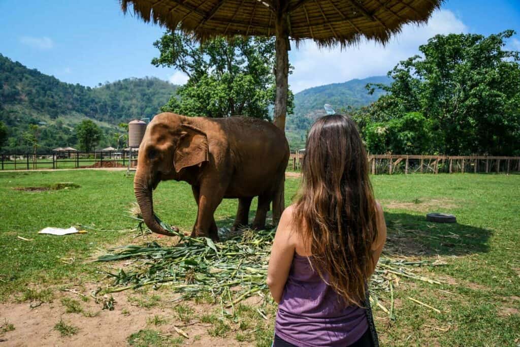 Elephant Nature Park Chiang Mai Thailand