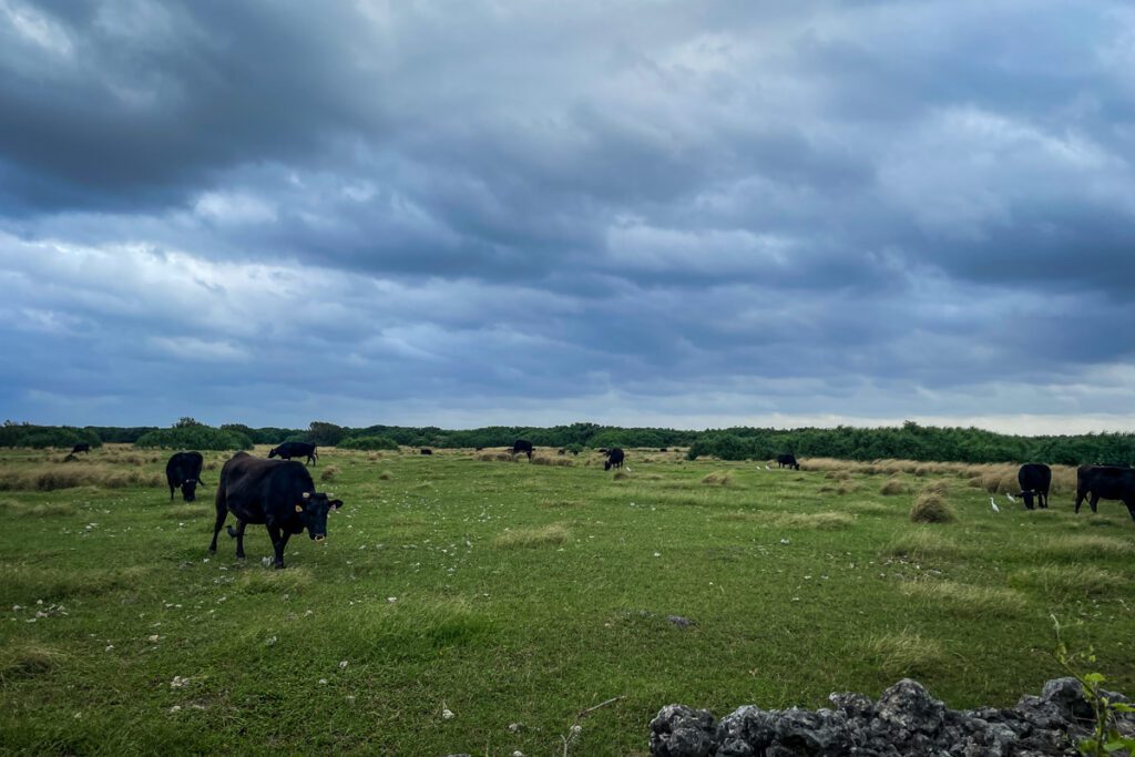 Cow Island Okinawa, Japan (Nagisa Tsuchida)