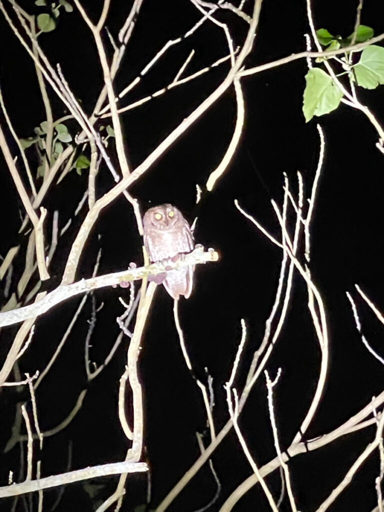 Iriomote night tour Okinawa, Japan (Nagisa Tsuchida)