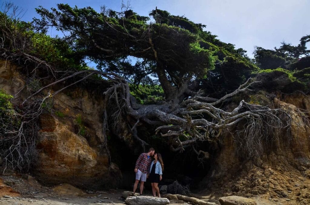 The Tree of Life on Kalaloch Beach in Olympic National Park