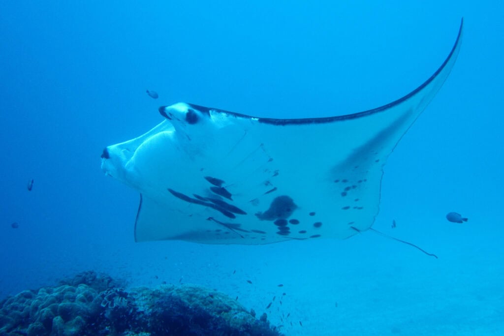 Raja Ampat Indonesia scuba diving_STOCK-U (Swanson Chan)