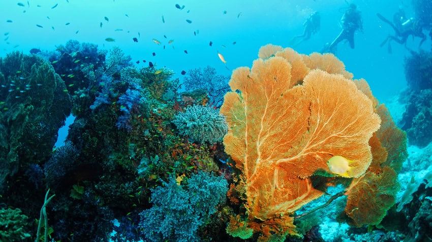 Similan Islands diving (National Park official website)