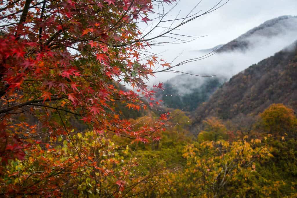 Autumn in Japan fall foliage momiji