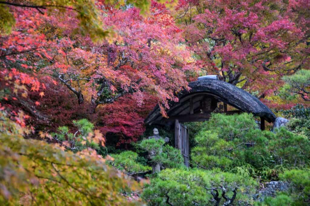 Autumn in Japan fall foliage momiji