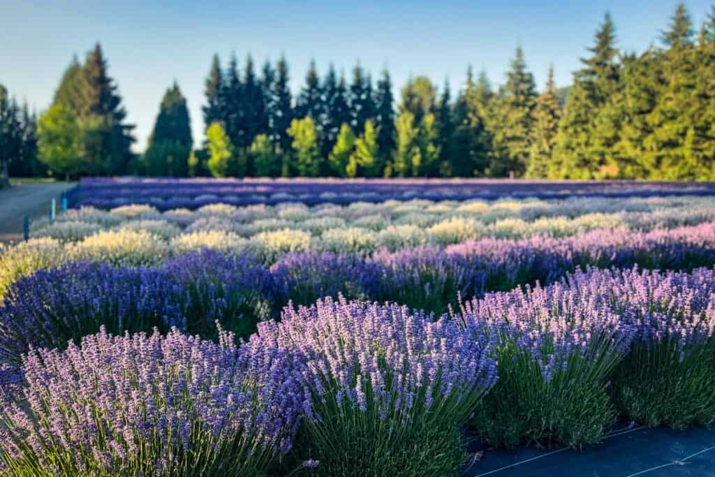 Mt. Hood lavender