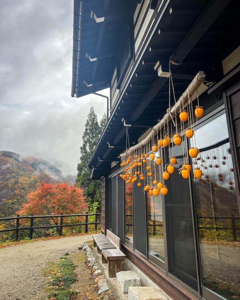 Hoshigaki persimmons drying autumn in Japan