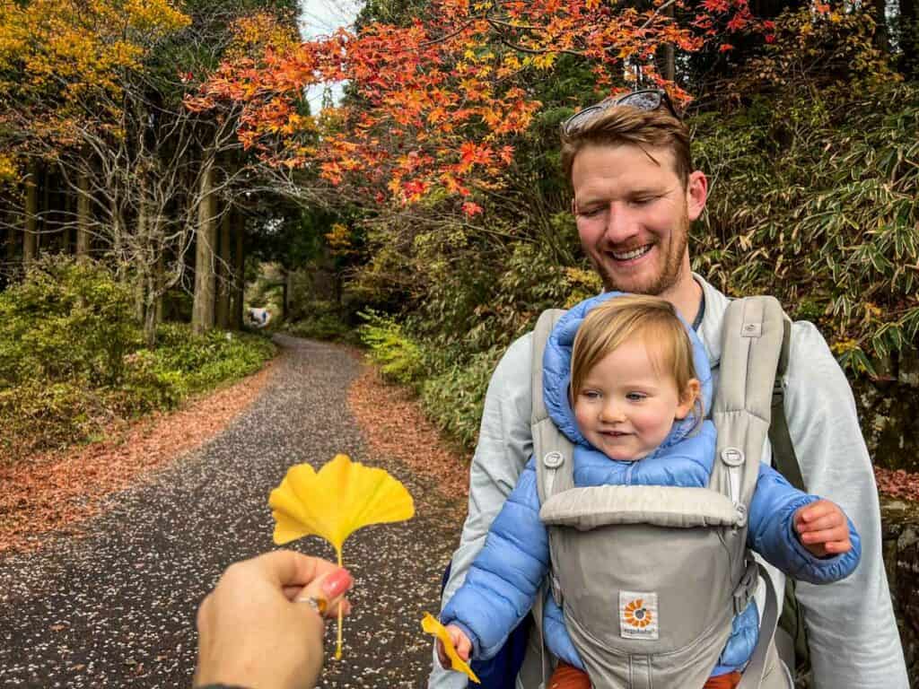 Gingko leaves autumn in Japan