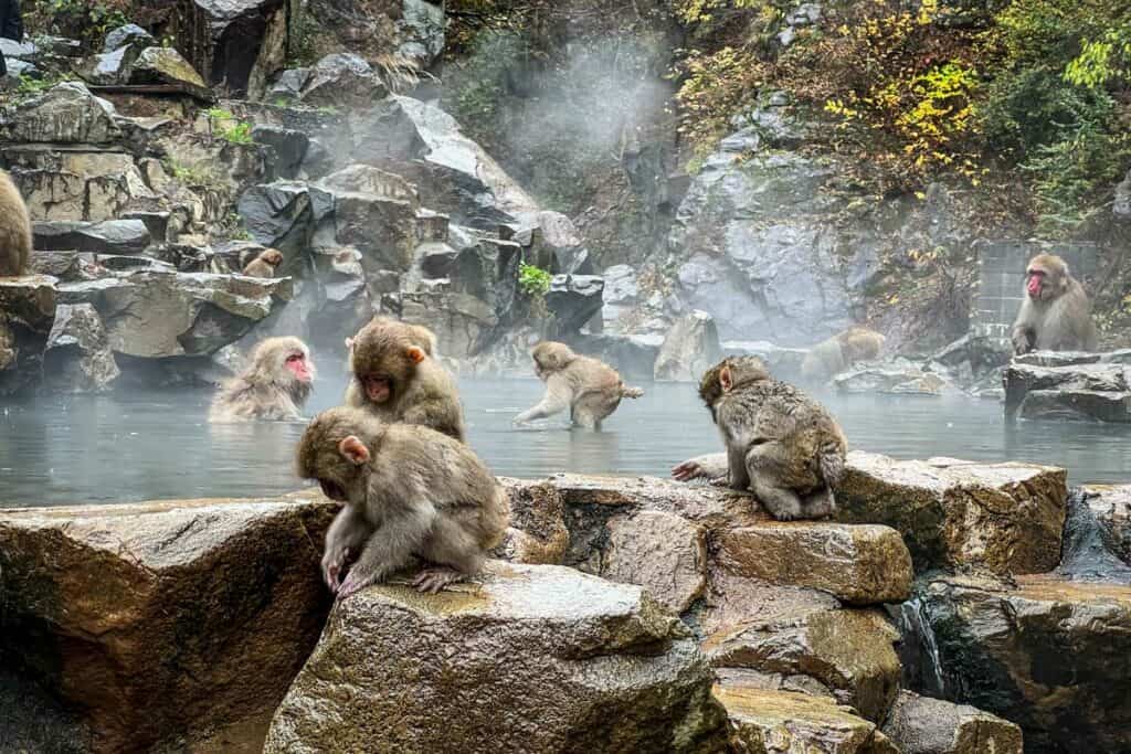 Jigokudani Monkey Park Nagano Japan