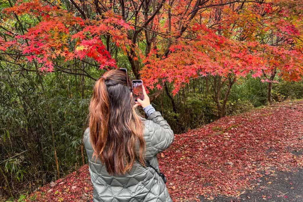 Autumn in Japan fall foliage momiji