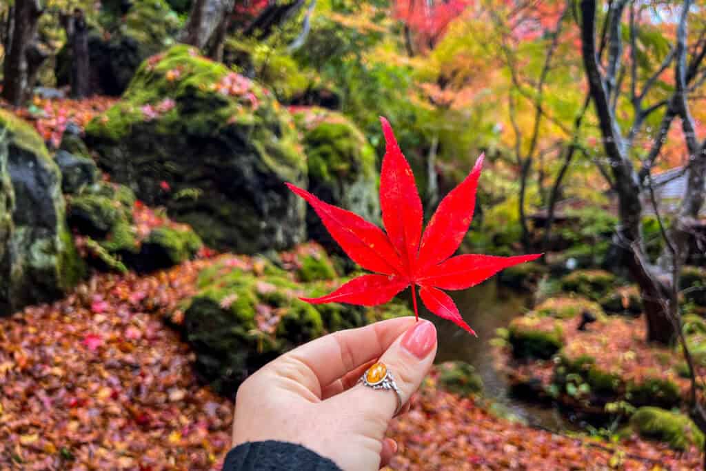 Autumn in Japan fall foliage momiji