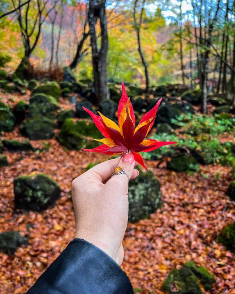 Autumn in Japan fall foliage momiji