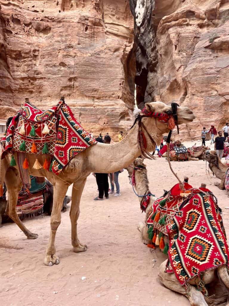 camels in Petra Jordan 