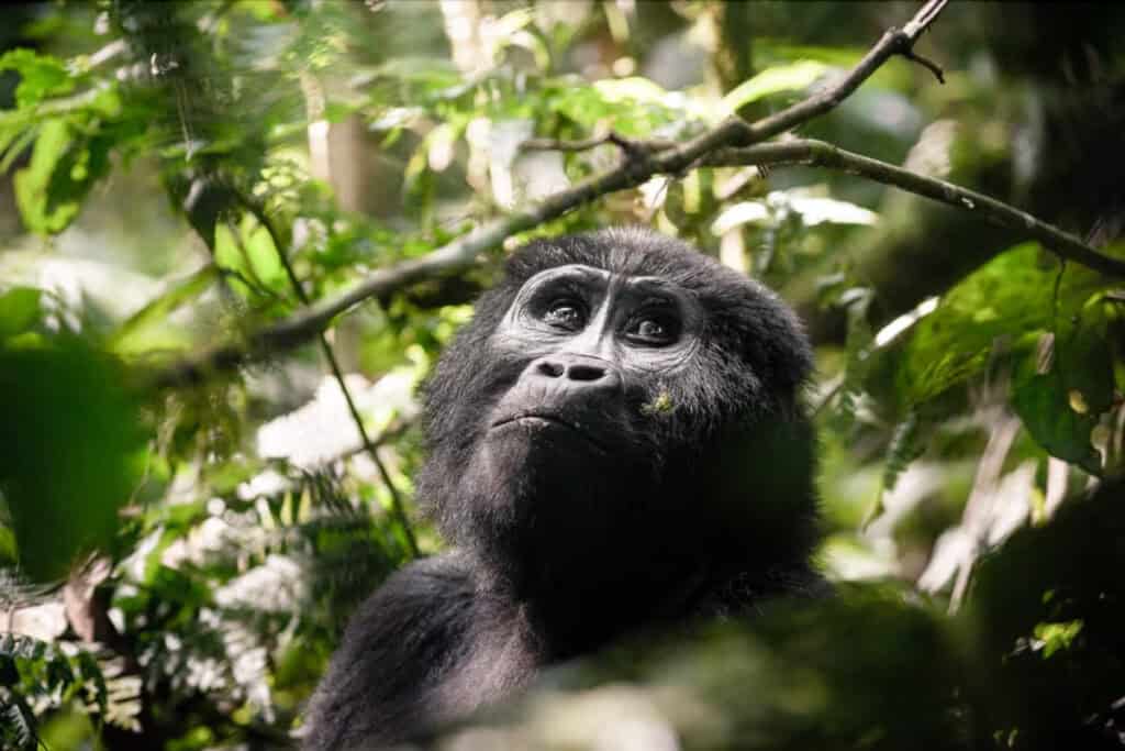 Bwindi Impenetrable-Forest Uganda (Sanctuary)