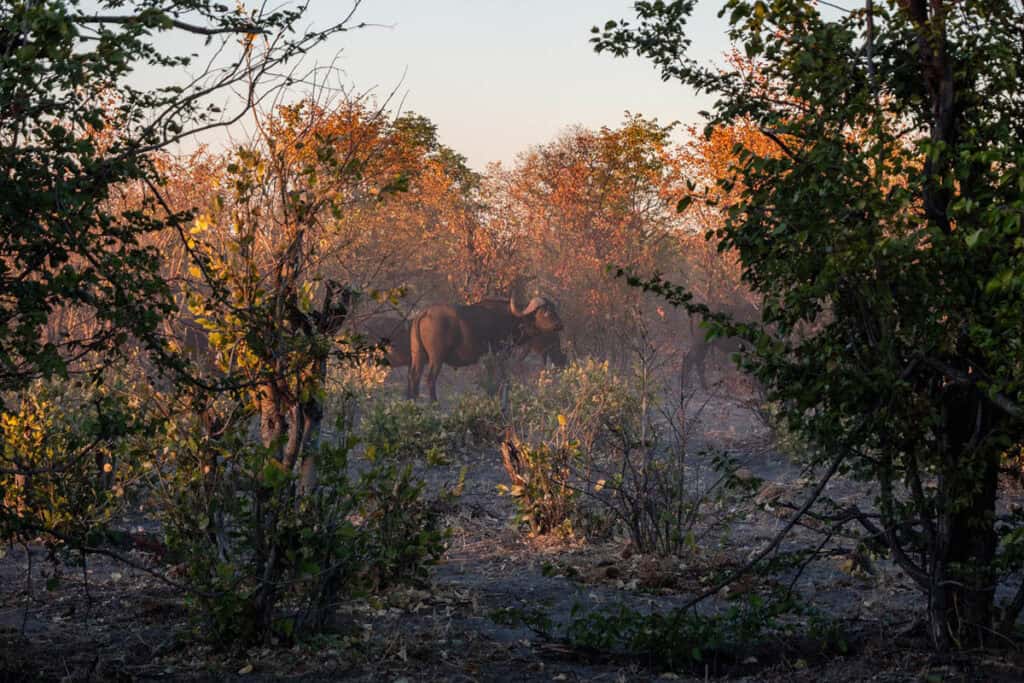 Chobe National Park Botswana safari