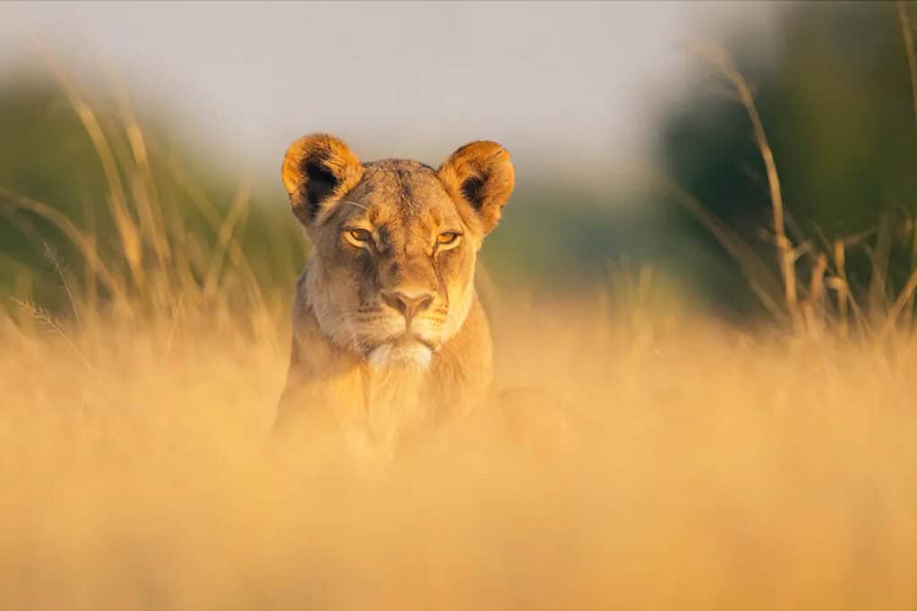 Hwange National Park (Wilderness)