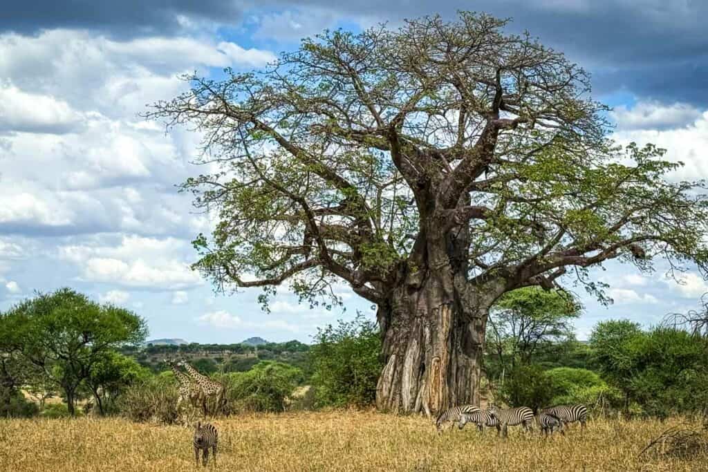 Tarangire National Park Tanzania