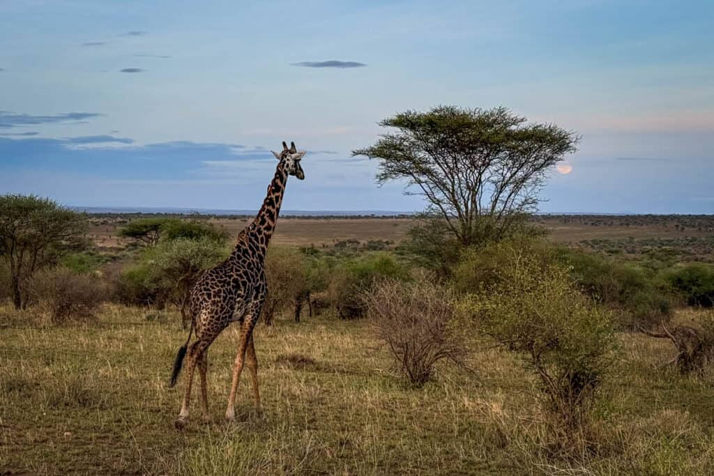 Serengeti National Park Tanzania