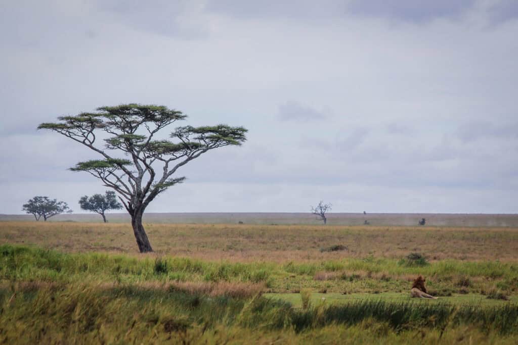 Serengeti National Park Tanzania