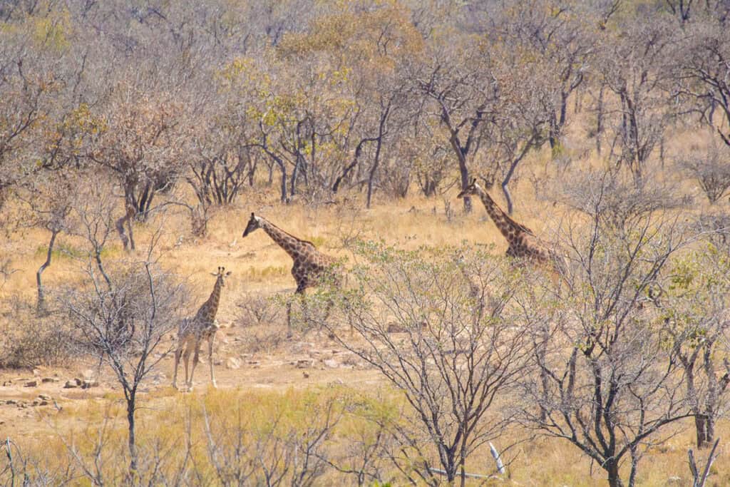 Kruger National Park South Africa safari