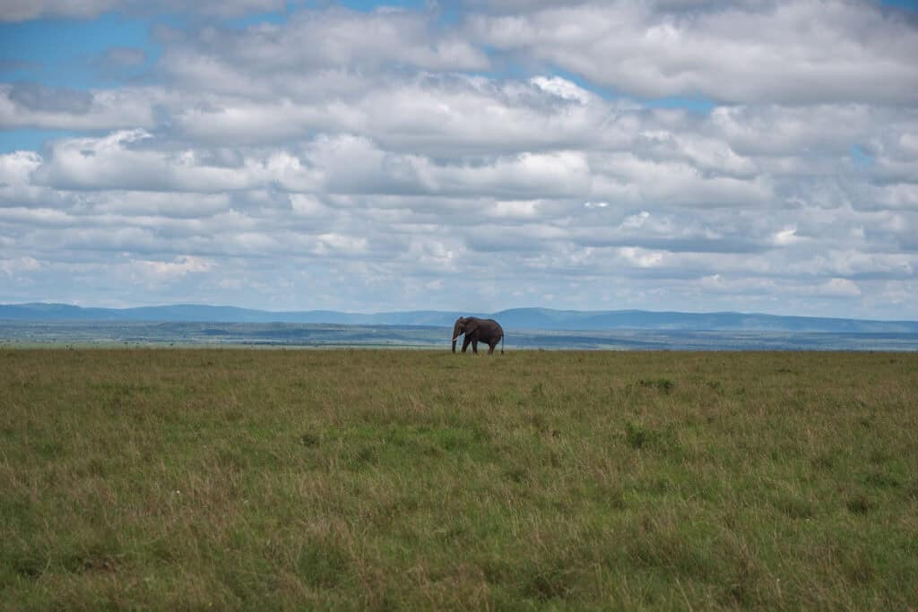 Maasai Mara National Reserve Kenya safari