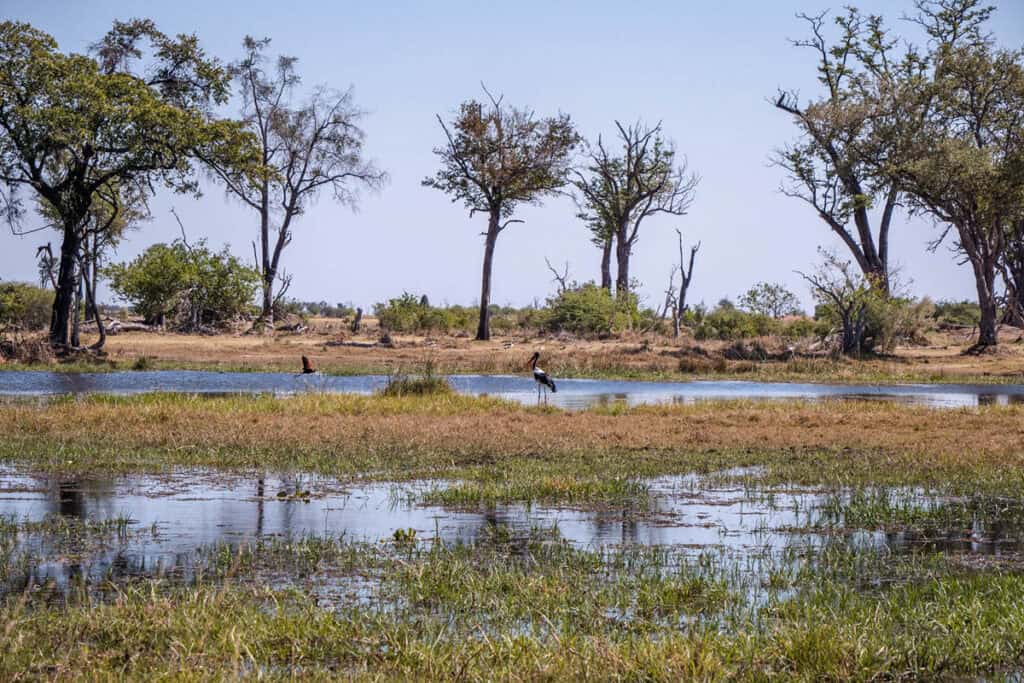 Okavango Delta Botswana safari