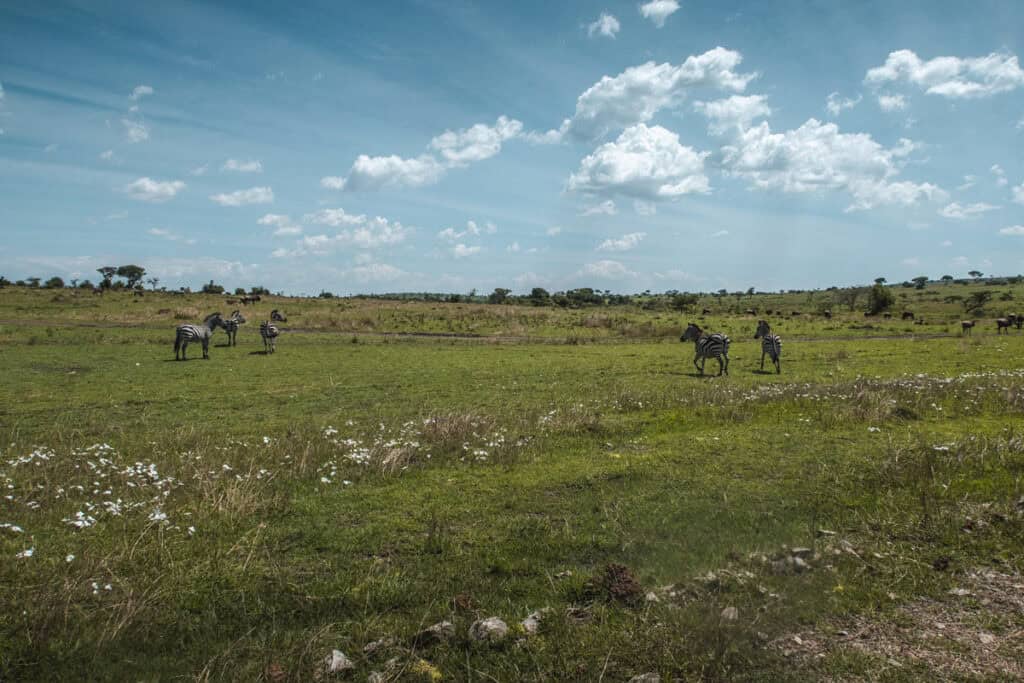 Serengeti National Park Tanzania