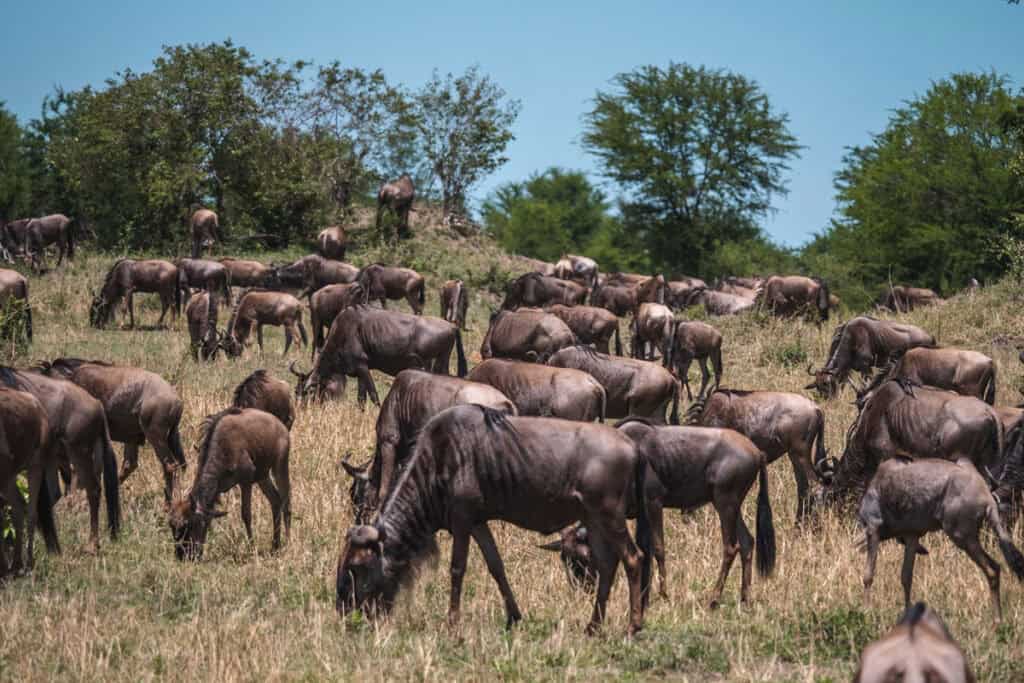 Serengeti National Park Tanzania