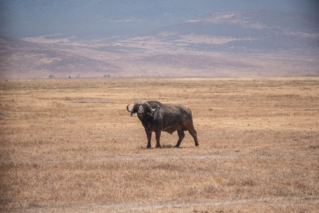 African buffalo in Ngorongoro Crater Tanzania