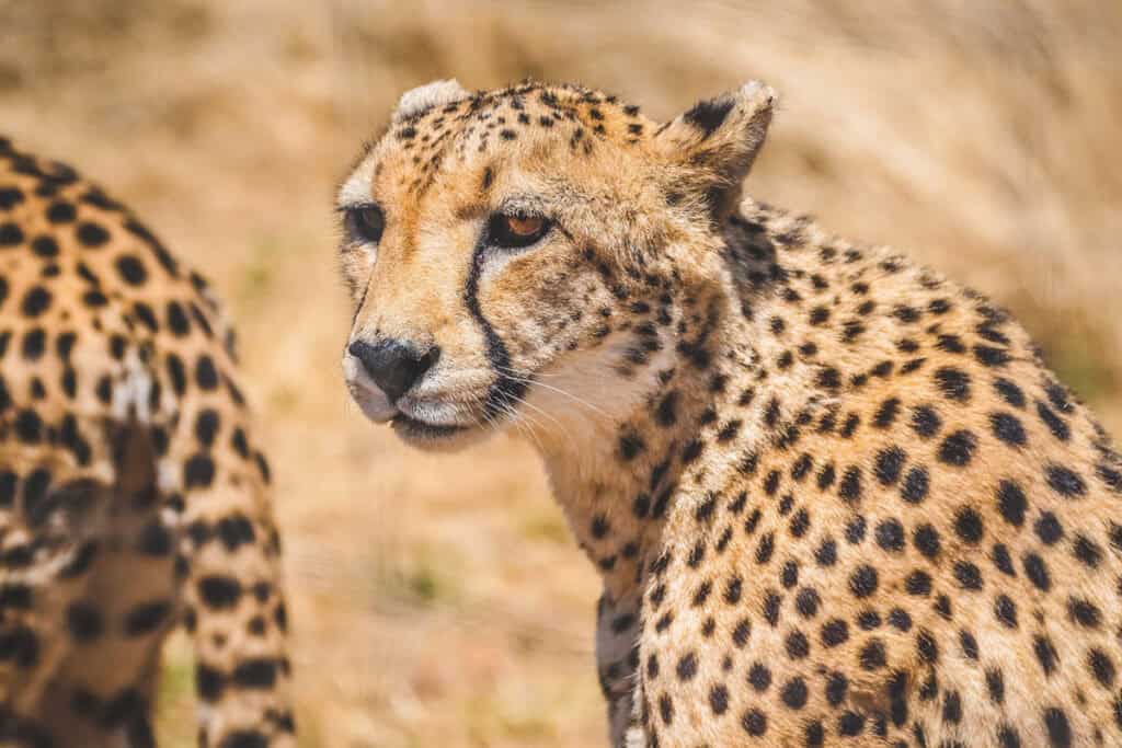 cheetah Estosha National Park Namibia