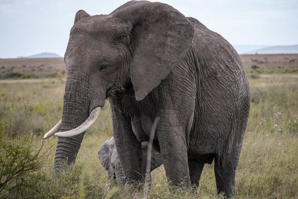 elephant-serengeti-tanzania