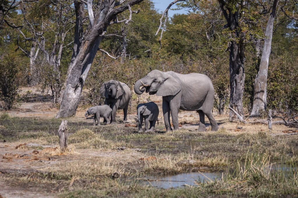 elephants-botswana