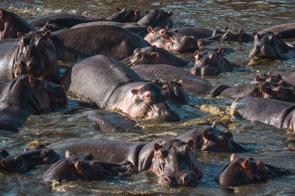 hippos-serengeti-tanzania