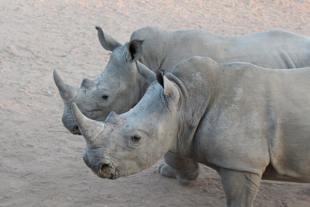 white-rhinos-south-africa