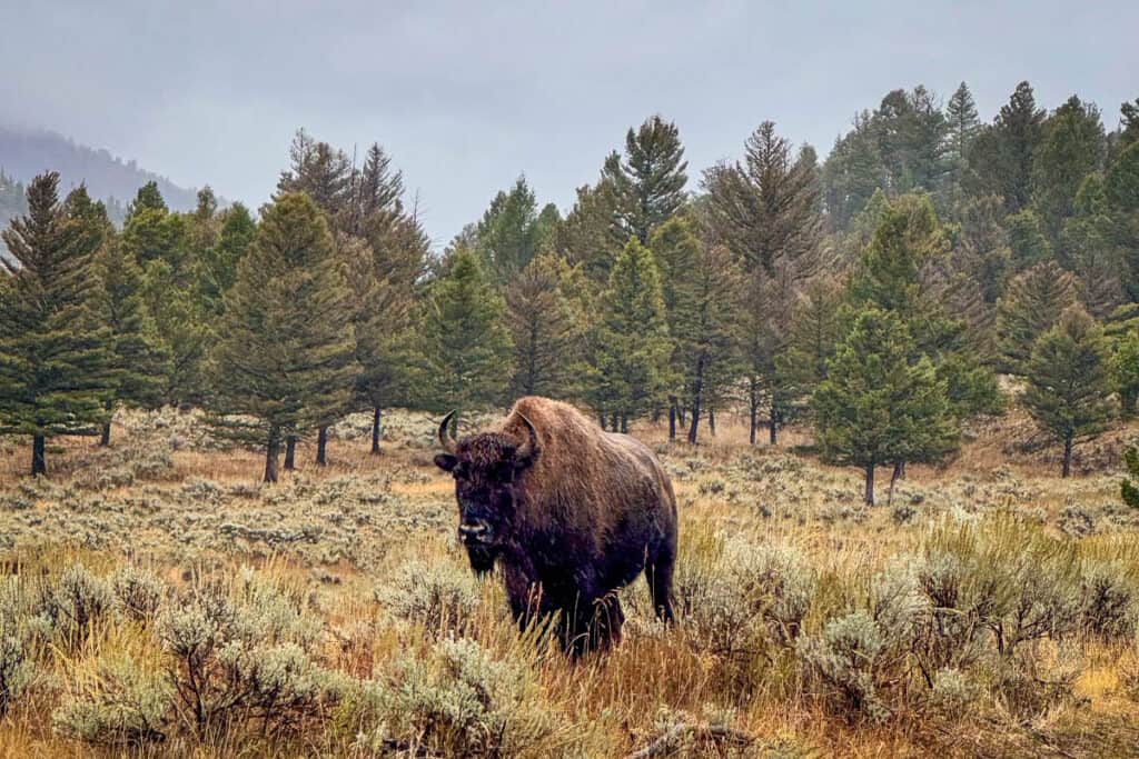 Bison Yellowstone National Park