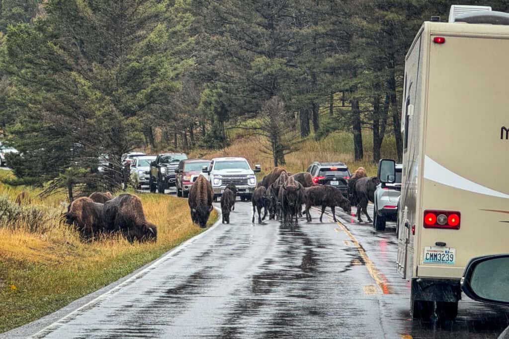 Bison traffic jam Yellowstone National Park