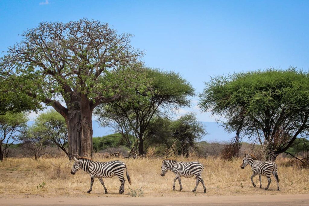 Tarangire National Park Tanzania