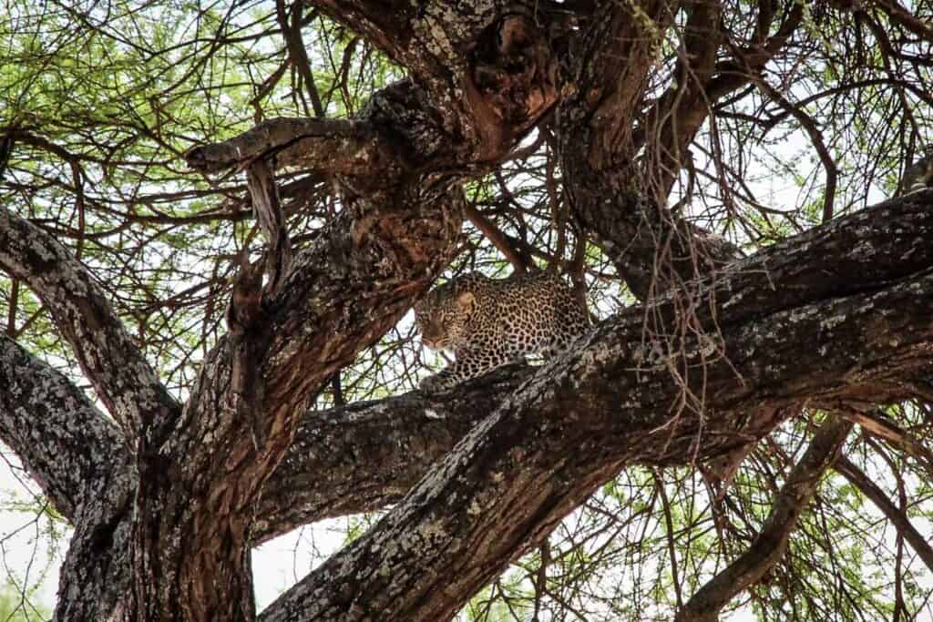 Leopard in Tarangire National Park Tanzania safari