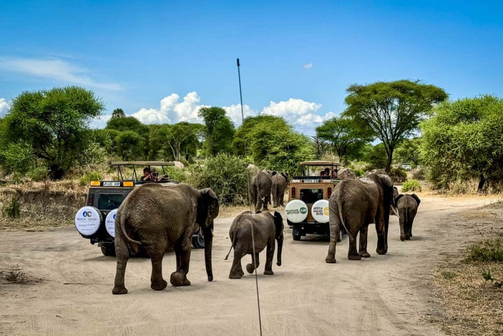 Elephants in Tarangire National Park Tanzania safari