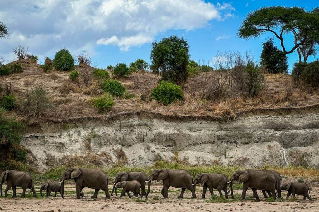 Elephants in Tarangire National Park Tanzania safari